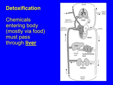 Detoxification Chemicals entering body (mostly via food) must pass through liver.