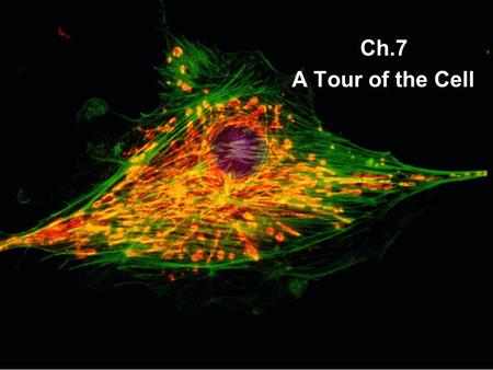 Ch.7 A Tour of the Cell. Nucleus Genetic material... chromatin chromosomesnucleolus: rRNA; ribosome synthesis Double membrane envelope with pores Protein.