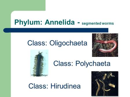 Phylum: Annelida - segmented worms