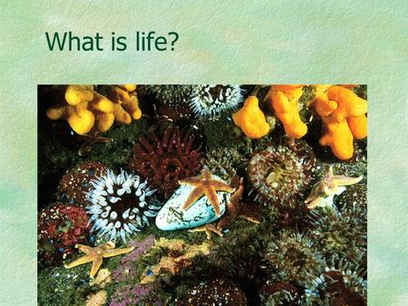 What is life?. Characteristics of Living Things Cellular Organization Contain similar chemicals Use energy Grow and develop Reproduce Respond to their.