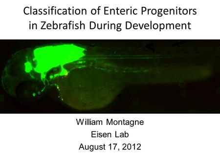 Classification of Enteric Progenitors in Zebrafish During Development William Montagne Eisen Lab August 17, 2012.