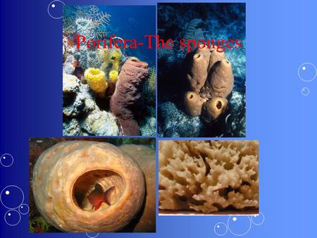 Porifera-The sponges. - ppt download