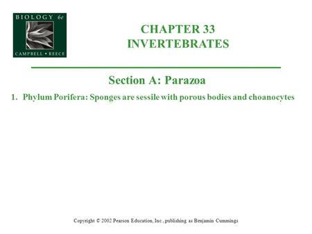 CHAPTER 33 INVERTEBRATES Copyright © 2002 Pearson Education, Inc., publishing as Benjamin Cummings Section A: Parazoa 1.Phylum Porifera: Sponges are sessile.
