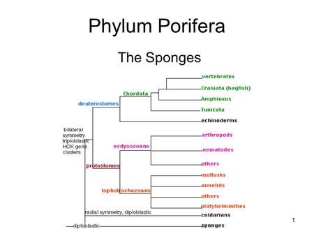 1 Phylum Porifera The Sponges. 2 3 I) Sponges A)Phylum Porifera 1) Means “pore-bearing” B)Simplest multicellular animals C)No true organs or tissues.