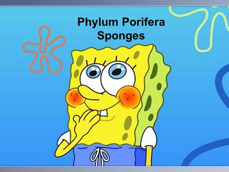 Phylum Porifera Sponges. PHYLUM PORIFERA Sponges oldest of all animals few specialized cells sessile – can’t move.