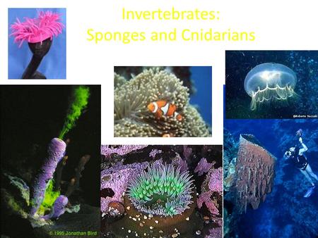 Invertebrates: Sponges and Cnidarians. Sponges: Phylum Porifera means- pore bearer Simplest of all animals Assymetrical animals that live in shallow waters.
