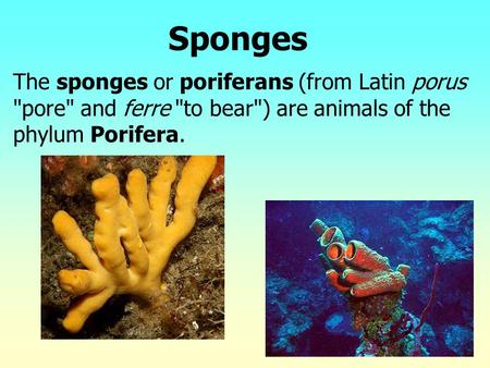 The sponges or poriferans (from Latin porus pore and ferre to bear) are animals of the phylum Porifera. Sponges.