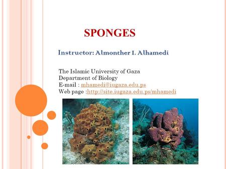 SPONGES Instructor: Almonther I. Alhamedi The Islamic University of Gaza Department of Biology   Web.