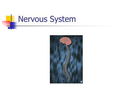 Nervous System. Function of the nervous system Transmits stimuli to the brain (sound, sight, taste, smell, feel) Processes information (thinks) Responds.