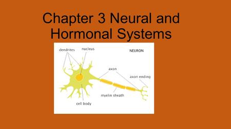Chapter 3 Neural and Hormonal Systems. Neurons: The Building Blocks of the Nervous System. Nervous system is your body’s electrochemical communication.