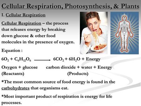 Cellular Respiration, Photosynthesis, & Plants