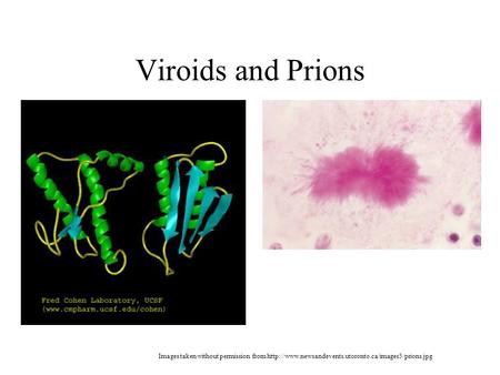 Viroids and Prions Images taken without permission from http://www.newsandevents.utoronto.ca/images5/prions.jpg.