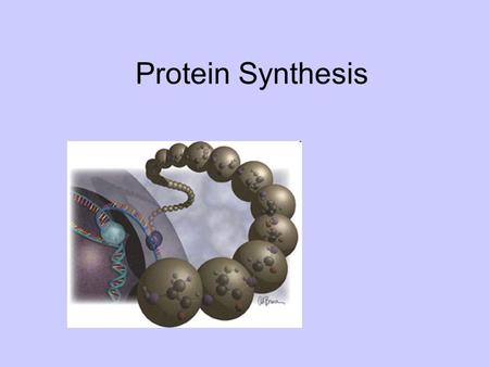 Protein Synthesis. DNA mRNA DNA Cannot the nucleus Sends to the cytoplasm via Its base sequence (called a codon) determines the amino acid in proteins.