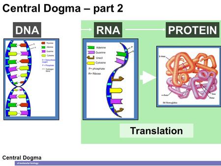 Central Dogma – part 2 DNA RNA PROTEIN Translation Central Dogma