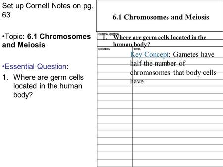 6.1 Chromosomes and Meiosis Set up Cornell Notes on pg. 63 Topic: 6.1 Chromosomes and Meiosis Essential Question: 1.Where are germ cells located in the.