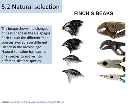 The image shows the changes of beak shape in the Galapagos finch to suit the different food sources available on different islands in the archipelago.