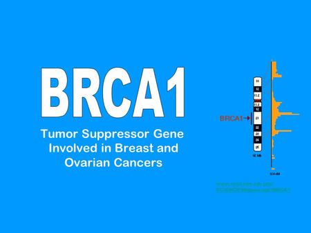 Tumor Suppressor Gene Involved in Breast and Ovarian Cancers www.ncbi.nlm.nih.gov/ SCIENCE96/gene.cgi?BRCA1.
