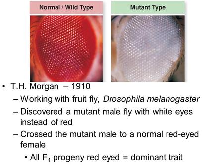 T.H. Morgan – 1910 –Working with fruit fly, Drosophila melanogaster –Discovered a mutant male fly with white eyes instead of red –Crossed the mutant male.