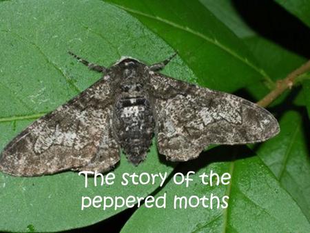The story of the peppered moths. Once upon a time, there was a specie of moth called the peppered moth.