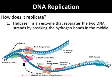 How does it replicate? 1. Helicase: is an enzyme that separates the two DNA strands by breaking the hydrogen bonds in the middle. DNA Replication.