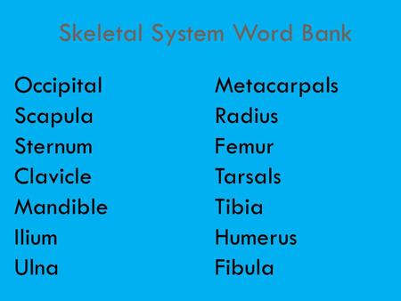 Skeletal System Word Bank OccipitalMetacarpals ScapulaRadius SternumFemur ClavicleTarsals MandibleTibia IliumHumerus UlnaFibula.