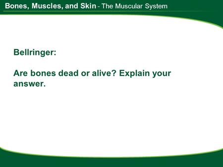 Bones, Muscles, and Skin Bellringer: Are bones dead or alive? Explain your answer. - The Muscular System.
