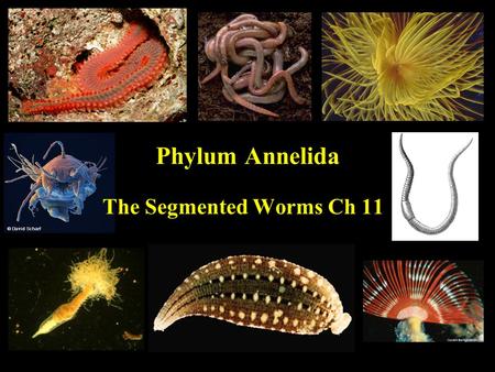 Phylum Annelida The Segmented Worms Ch 11. Annelida Characteristics Triploblastic Cephalization Bilateral Symmetry Organ level of organization Eucoelomate.