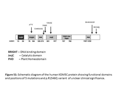 A77T V504M P480I E468GfsX2 R1481GfsX9 R1546Q Figure S1: Schematic diagram of the human KDM5C protein showing functional domains and positions of 5 mutations.