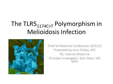 The TLR51174C>T Polymorphism in Melioidosis Infection