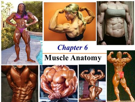Chapter 6 The Muscle Anatomy. The Muscular System Functions  Movement  Maintain posture  Stabilize joints  Generate heat Three basic muscle types.