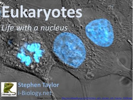 Eukaryotes Life with a nucleus Image: Hela Cell nuclei via