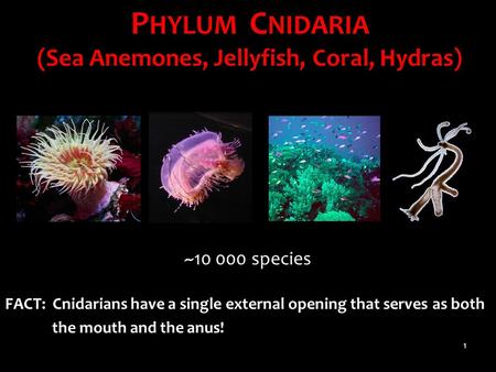 PHYLUM CNIDARIA (Sea Anemones, Jellyfish, Coral, Hydras)