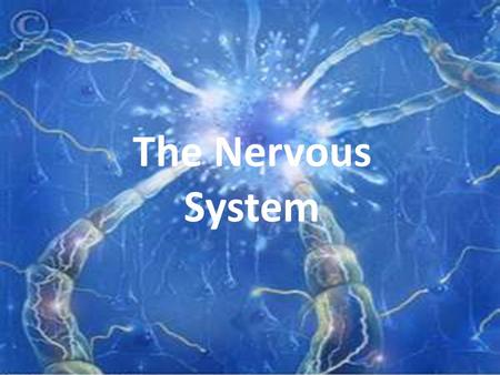 The Nervous System. Functions of the Nervous System 1. Monitors internal and external environment 2. Take in and analyzes information 3. Coordinates voluntary.