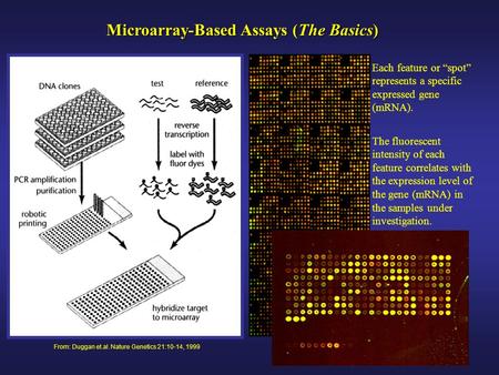 From: Duggan et.al. Nature Genetics 21:10-14, 1999 Microarray-Based Assays (The Basics) Each feature or “spot” represents a specific expressed gene (mRNA).