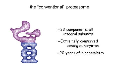 The “conventional” proteasome --33 components, all integral subunits --Extremely conserved among eukaryotes --20 years of biochemistry.