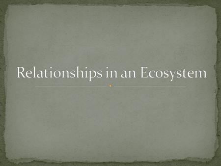 Relationships in an Ecosystem