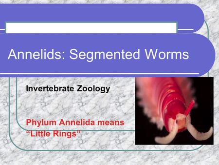 Annelids: Segmented Worms