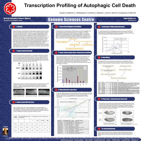 Cp1 CG2444 Transcription Profiling of Autophagic Cell Death Gorski S, Anderson C, Chittaranjan S, Freeman D, Garland E, Jones S, Varhol R, Zuyderduyn S,