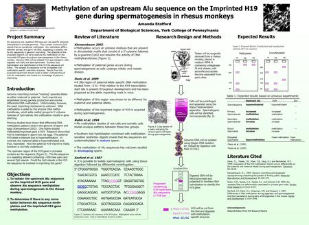 Methylation of an upstream Alu sequence on the Imprinted H19 gene during spermatogenesis in rhesus monkeys Amanda Stafford Department of Biological Sciences,