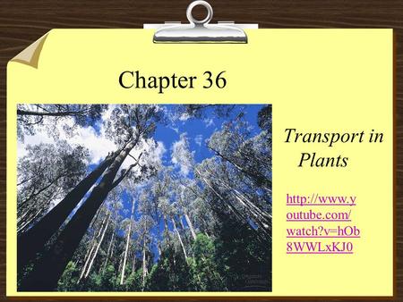 Chapter 36 Transport in Plants  outube.com/ watch?v=hOb 8WWLxKJ0.