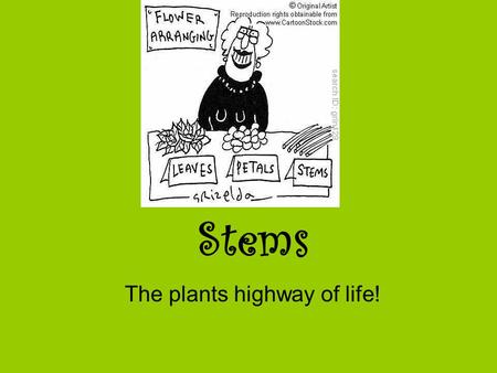 Stems The plants highway of life!. The Function of Stems Provide support to plant –Withstand the forces of gravity Transport water from roots to shoots.
