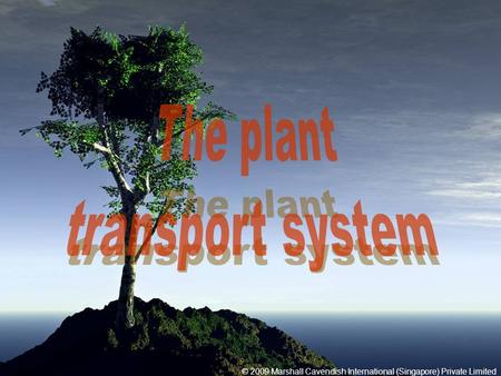 The plant transport system