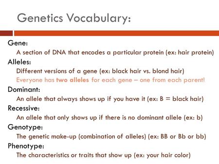 Genetics Vocabulary: Gene: A section of DNA that encodes a particular protein (ex: hair protein) Alleles: Different versions of a gene (ex: black hair.