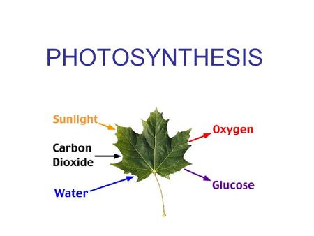 PHOTOSYNTHESIS. All organisms need energy to drive life’s processes Energy Ability to do work needed for all biological processes.