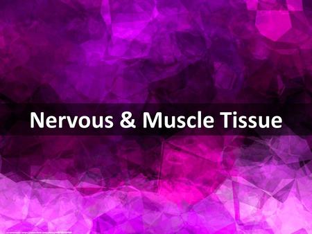 Nervous & Muscle Tissue cc: webtreats -