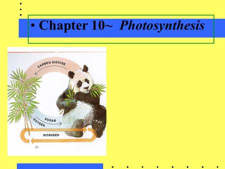 Chapter 10~Photosynthesis. A. Photosynthesis in nature Autotrophs: (SELF- FEEDERS)biotic producers; photoautotrophs; chemoautotrophs; obtains organic.