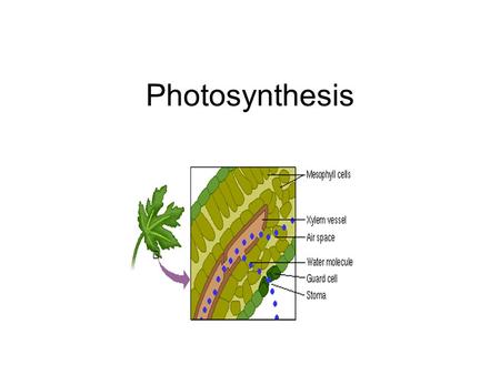 Photosynthesis. Main Idea Light energy is trapped and converted into chemical energy during photosynthesis.