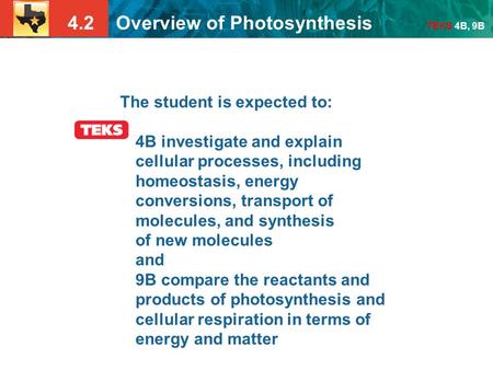 4.2 Overview of Photosynthesis TEKS 4B, 9B The student is expected to: 4B investigate and explain cellular processes, including homeostasis, energy conversions,