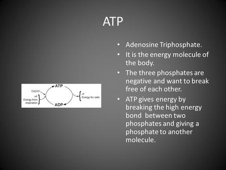 ATP Adenosine Triphosphate. It is the energy molecule of the body. The three phosphates are negative and want to break free of each other. ATP gives energy.