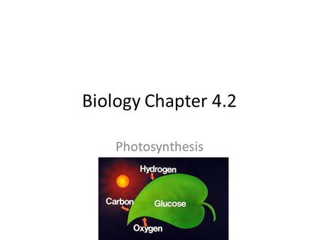 Biology Chapter 4.2 Photosynthesis. KEY CONCEPT The overall process of photosynthesis produces sugars that store chemical energy.